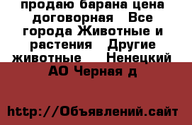 продаю барана цена договорная - Все города Животные и растения » Другие животные   . Ненецкий АО,Черная д.
